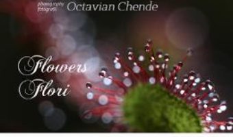 Download  Flowers. Flori- Octavian Chende PDF Online